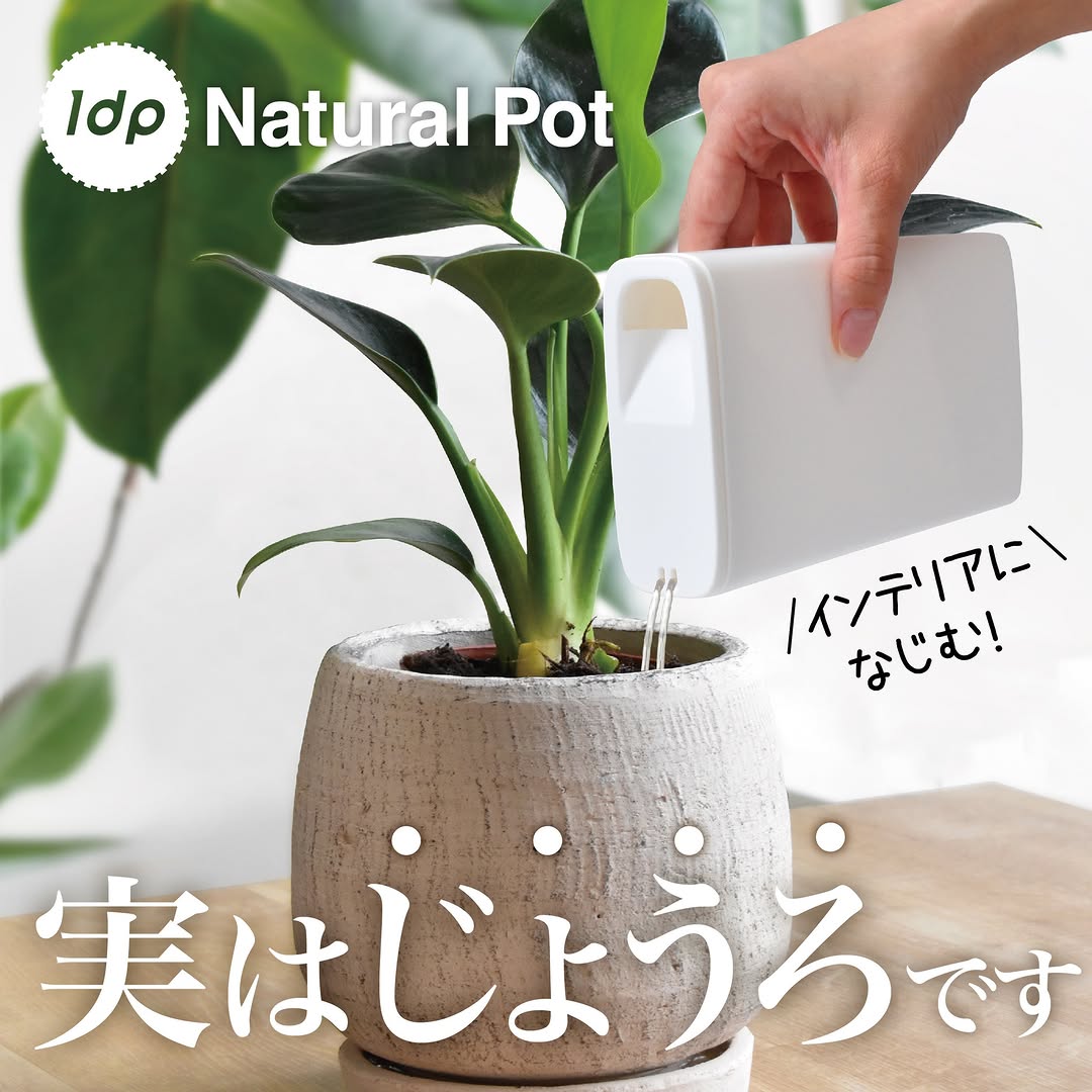 ダイソー 1dpナチュラルポット