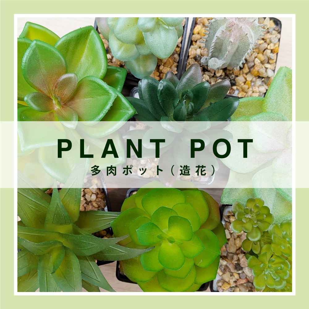 ダイソー 多肉ポット